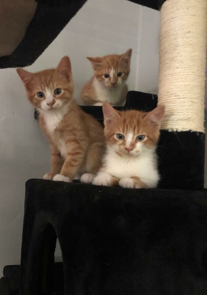 Humane Society Kittens